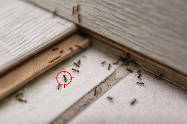 Best Mosquito Control Services  in South Roxana, IL