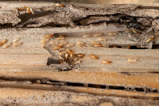 Pest Prevention Services in South Roxana, IL